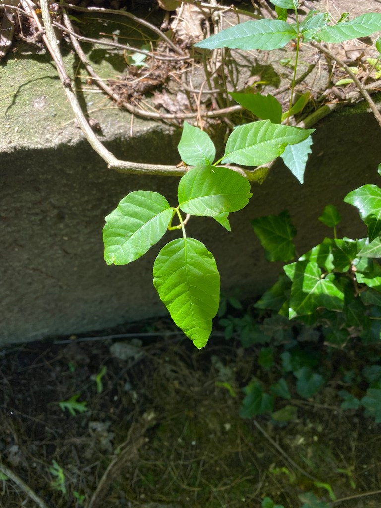 Poison Ivy and banana